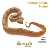 Jiboia Bci (Boa constrictor imperator) - A1683 - Sunset Jungle Pastel