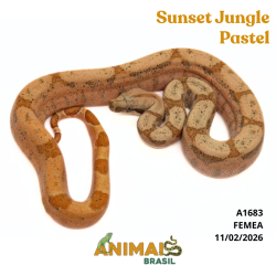 Jiboia Bci (Boa constrictor imperator) - A1683 - Sunset Jungle Pastel