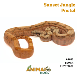 Jiboia Bci (Boa constrictor...