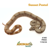 Jiboia Bci (Boa constrictor imperator) - A1682 - Sunset Pastel
