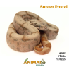Jiboia Bci (Boa constrictor imperator) - A1682 - Sunset Pastel