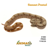 Jiboia Bci (Boa constrictor imperator) - A1682 - Sunset Pastel