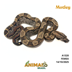 Jiboia Bci (Boa constrictor...