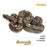 Jiboia Bci (Boa constrictor imperator) - A1320 - Motley