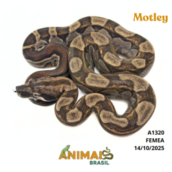 Jiboia Bci (Boa constrictor imperator) - A1320 - Motley