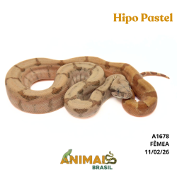 Jiboia Bci (Boa constrictor...