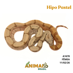 Jiboia Bci (Boa constrictor imperator) - A1678  - Hipo Pastel Reduced