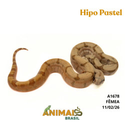Jiboia Bci (Boa constrictor imperator) - A1678  - Hipo Pastel Reduced