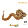 Jiboia Bci (Boa constrictor imperator) - A1678  - Hipo Pastel Reduced