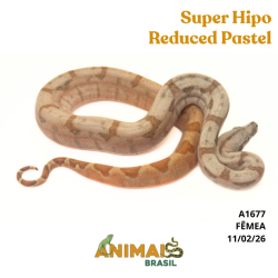 Jiboia Bci (Boa constrictor imperator) - A1677 - Super Hipo Reduced Pastel