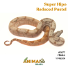 Jiboia Bci (Boa constrictor imperator) - A1677 - Super Hipo Reduced Pastel