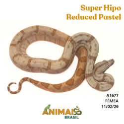 Jiboia Bci (Boa constrictor imperator) - A1677 - Super Hipo Reduced Pastel