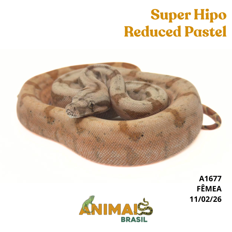 Jiboia Bci (Boa constrictor imperator) - A1677 - Super Hipo Reduced Pastel