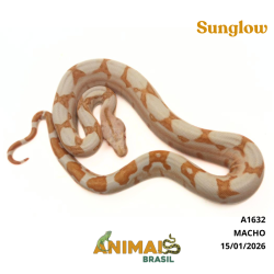 Jiboia Bci (Boa constrictor imperator) - A1632 - Sunglow
