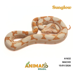 Jiboia Bci (Boa constrictor...