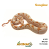 Jiboia Bci (Boa constrictor imperator) - A1632 - Sunglow