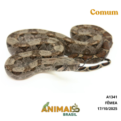 Jiboia Bci (Boa constrictor...