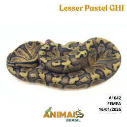 Píton bola - (Python regius) - A1642 - Lesser Pastel GHI