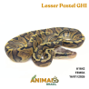 Píton bola - (Python regius) - A1642 - Lesser Pastel GHI