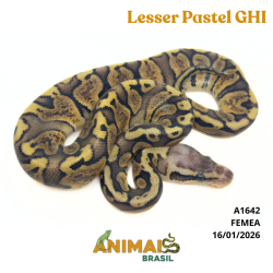Píton bola - (Python regius) - A1642 - Lesser Pastel GHI