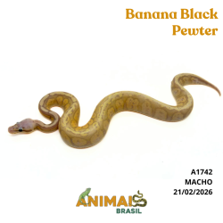 Píton bola - (Python regius) - A1742 - Banana Black Pewter