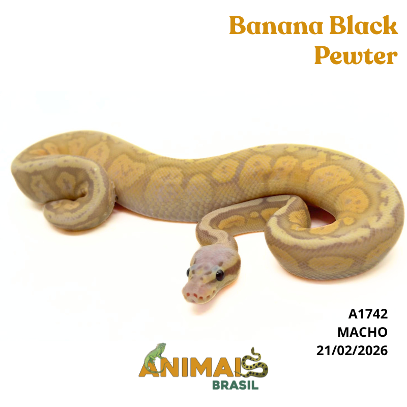 Píton bola - (Python regius) - A1742 - Banana Black Pewter