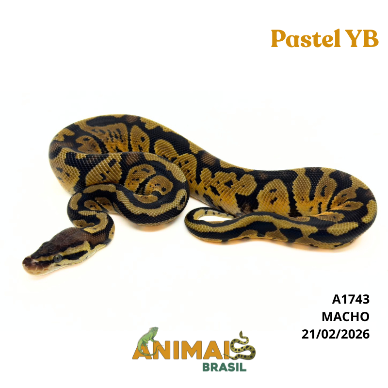 Píton bola - (Python regius) - A1743 - Pastel Yellow Belly