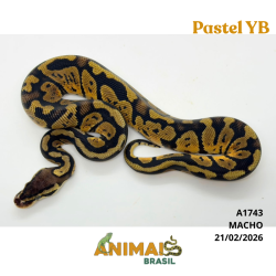 Píton bola - (Python regius) - A1743 - Pastel Yellow Belly