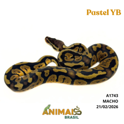 Píton bola - (Python regius) - A1743 - Pastel Yellow Belly