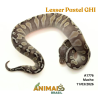 Píton bola - (Python regius) - A1776 - Lesser Pastel GHI