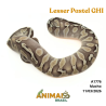 Píton bola - (Python regius) - A1776 - Lesser Pastel GHI