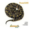 Píton bola - (Python regius) - A1784 - Pastel GHI