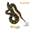 Píton bola - (Python regius) - A1784 - Pastel GHI