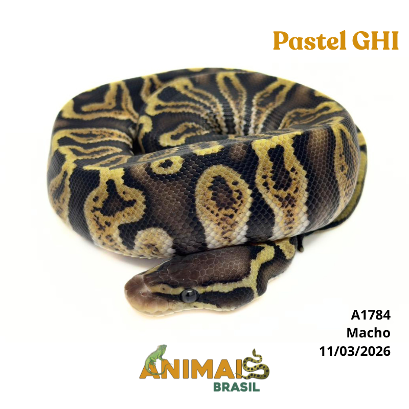 Píton bola - (Python regius) - A1784 - Pastel GHI