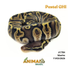 Píton bola - (Python regius) - A1784 - Pastel GHI