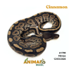 Píton bola - (Python regius) - A1790 - Cinnamon