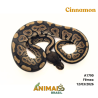 Píton bola - (Python regius) - A1790 - Cinnamon