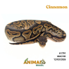 Píton bola - (Python regius) - A1791 - Cinnamon