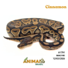 Píton bola - (Python regius) - A1791 - Cinnamon