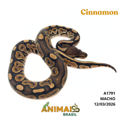 Píton bola - (Python regius) - A1791 - Cinnamon