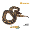 Píton bola - (Python regius) - A1791 - Cinnamon