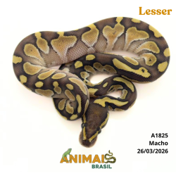 Píton bola - (Python regius) - A1825 - Lesser