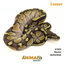 Píton bola - (Python regius) - A1825 - Lesser