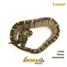 Píton bola - (Python regius) - A1826 - Lesser