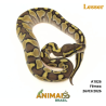 Píton bola - (Python regius) - A1826 - Lesser