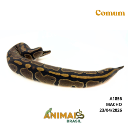 Píton bola - (Python regius) - A1856 - Comum
