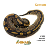 Píton bola - (Python regius) - A1856 - Comum