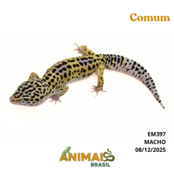 Gecko (Lagartixa Leopardo) - Em397 - Comum