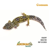 Gecko (Lagartixa Leopardo) - Em397 - Comum