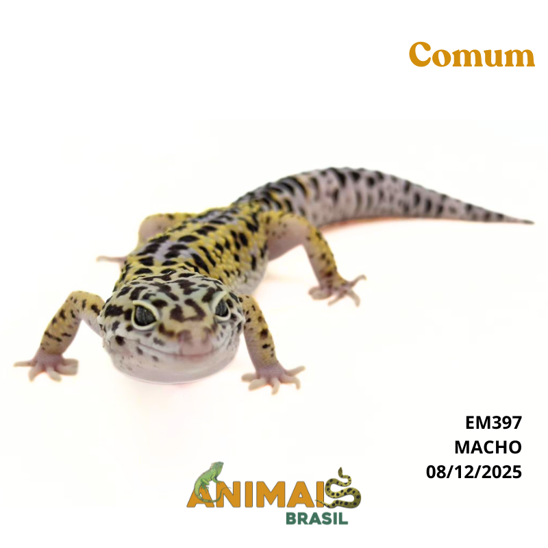 Gecko (Lagartixa Leopardo) - Em397 - Comum